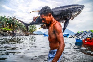 Nelayan Skala Kecil di Maluku Utara Dapat Menangkap Ikan Tuna Kualitas Ekspor Sebanyak 329 Ekor Per Bulan