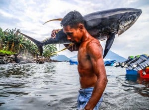 Nelayan Skala Kecil di Maluku Utara Dapat Menangkap Ikan Tuna Kualitas Ekspor Sebanyak 329 Ekor Per Bulan