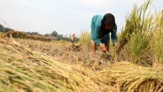 Nilai Tukar Petani Sumsel Meningkat 0,60%, Tiga Subsektor Jadi Pendongkrak