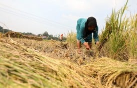 Nilai Tukar Petani Sumsel Meningkat 0,60%, Tiga Subsektor Jadi Pendongkrak