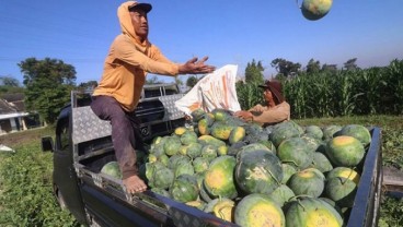 Kelompok Tani di Siak Kembangkan Komoditas Semangka dan Raup Penghasilan Ratusan Juta