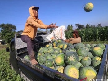 Kelompok Tani di Siak Kembangkan Komoditas Semangka dan Raup Penghasilan Ratusan Juta