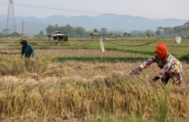 Ekskavator Haji Isam Terus Berdatangan Siapkan 1 Juta Ha Sawah di Merauke