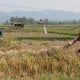 Ekskavator Haji Isam Terus Berdatangan Siapkan 1 Juta Ha Sawah di Merauke