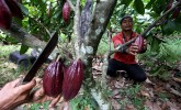 Cargill Luncurkan Produk Kakao Baru, Bidik Pasar Potensial Asia