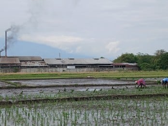 Di Bawah Bayang Beton: Perjuangan Petani Cirebon dalam Deru Alih Fungsi Lahan