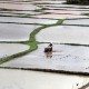 4 Kabupaten di Sumsel Jadi Lokasi Pengembangan Usulan Sawah Rawa sebagai PSN