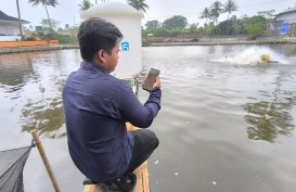 Wamenkominfo Hadiri Panen Raya Ikan Nila pada Kolam Berbasis Teknologi di Sukabumi