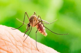 Ada Puluhan Kasus, Pemkab Inhil Tetapkan KLB Malaria di Desa Kuala Selat