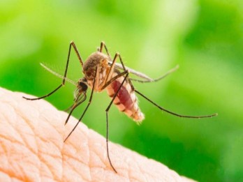 Ada Puluhan Kasus, Pemkab Inhil Tetapkan KLB Malaria di Desa Kuala Selat