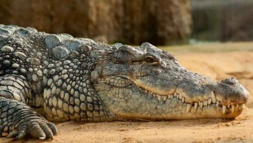 3 Buaya Titipan BKSDA yang Sempat Lepas Berhasil Ditangkap