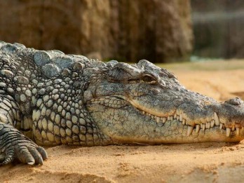 3 Buaya Titipan BKSDA yang Sempat Lepas Berhasil Ditangkap