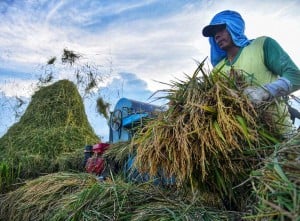 Realisasi Penyerapan Beras Dalam Negeri Melalui Perum Bulog Mencapai 908.000 Ton