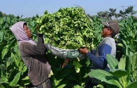 Waspada, Pestisida Bisa Sebabkan Kanker Bagi Manusia