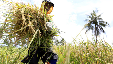 Penyerapan Tenaga Kerja Sektor Pertanian Gorontalo