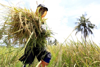 Penyerapan Tenaga Kerja Sektor Pertanian Gorontalo