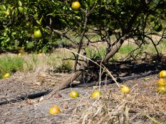 Harga Jus Jeruk Melonjak akibat Badai Milton di AS