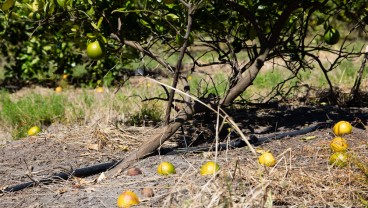 Harga Jus Jeruk Melonjak akibat Badai Milton di AS