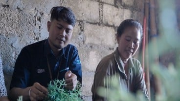 BRI Berdayakan Klaster Usaha Rumput Laut Semaya di Nusa Penida