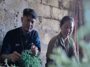 BRI Berdayakan Klaster Usaha Rumput Laut Semaya di Nusa Penida