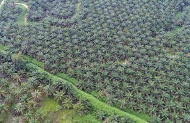 Menimbang Saham AALI ADRO dkk Sebelum UE Teken UU Deforestasi