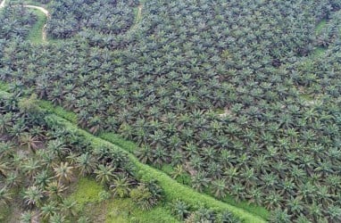 Menimbang Saham AALI ADRO dkk Sebelum UE Teken UU Deforestasi