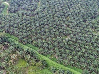 Menimbang Saham AALI ADRO dkk Sebelum UE Teken UU Deforestasi