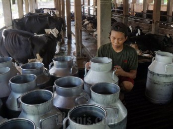 Produksi Susu Tak Mampu Penuhi Kebutuhan Nasional, Impor Jadi Solusi?