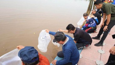 Jaga Kelestarian Sungai, Pemkab Siak Tebar 20.000 Benih Ikan Patin