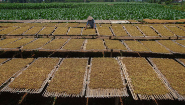 Harga Tembakau di Tingkat Petani Naik