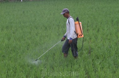 Kapasitas Peternak Lokal Harus Ditingkatkan, Terlibat Program Makan Siang Bergizi