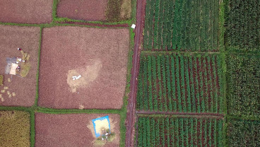 FAO Bantu Pendanaan Program Regenerasi Petani Sebesar Rp8 Miliar per Proyek