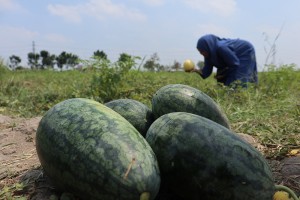 Wisata Dadakan Petik Buah di Jombang