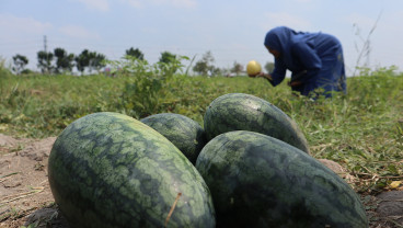 Wisata Dadakan Petik Buah di Jombang