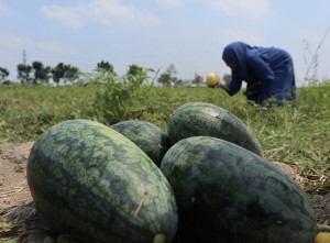 Wisata Dadakan Petik Buah di Jombang