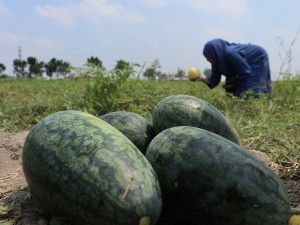 Petani di Jombang merubah areal kebun semangka miliknya menjadi destinasi wisata dadakan petik buah bagi masyarakat