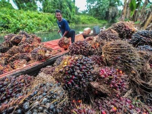 Harga TBS Kelapa Sawit di Provinsi Jambi Naik