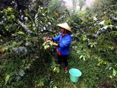 5,71 Juta Tanaman Kopi di Garut Belum Produktif