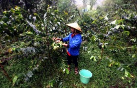 5,71 Juta Tanaman Kopi di Garut Belum Produktif