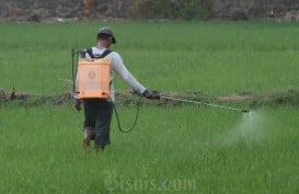 Petani di Sumsel Perlu Sesuaikan Pola Tanam Saat Masuki Musim Pancaroba