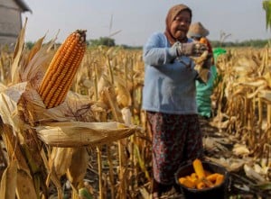 BRIN Kembangkan Varietas Jagung Yang Mampu Beradaptasi Terhadap Berbagai Kondisi Lingkungan