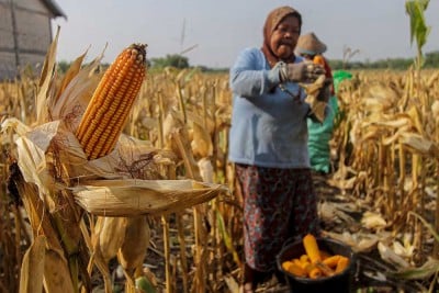 BRIN Kembangkan Varietas Jagung Yang Mampu Beradaptasi Terhadap Berbagai Kondisi Lingkungan