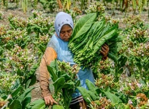 Luas lahan Tanam Tembakau di Bojonegoro Jawa Timur Terus Meningkat