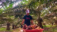 Harga Kelapa Sawit di Kaltim Naik Menjadi Rp2.890,4 per Kilogram