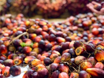 Pekan Ini Harga Sawit Riau Turun Tipis Menjadi Rp3.355,57 per Kg