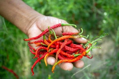 Petani Capai di Bantul Gagal Panen Akibat Cuaca Panas