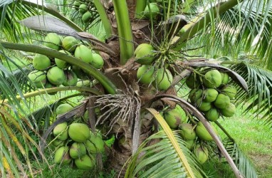 Ekspor Kelapa RI Kalah dari Filipina, Lahan Luas Bukan Jaminan