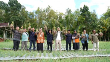 Areal Tanam Bawang Merah di Sumedang Meluas