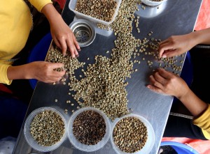 Kopi Wanoja Dari Kabupaten Bandung Kembali Menembus Pasar Internasional