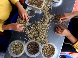 Kopi Wanoja Dari Kabupaten Bandung Kembali Menembus Pasar Internasional